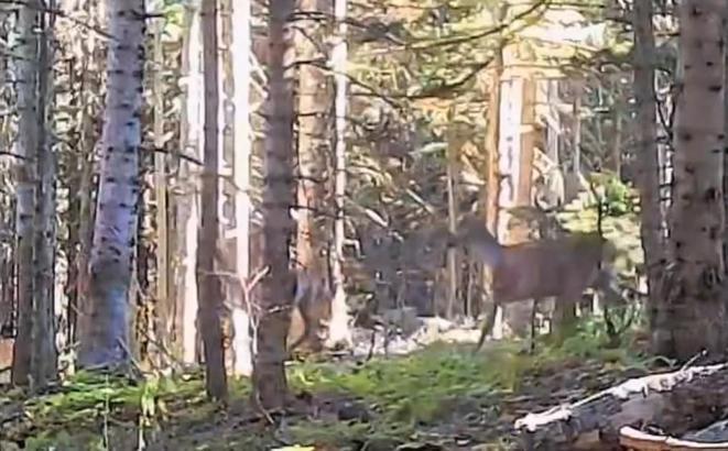 Yaban hayvanları fotokapanla görüntülendi