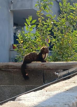 Osmaniye’de yerleşim yerinde sansar görüntülendi