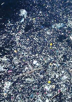 Seyhan Nehri'nde balık ölümleri