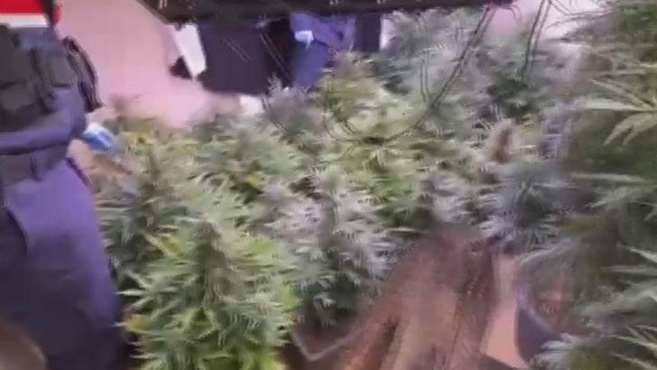 Arnavutköy'de 580 gündür aranan şüpheli evinde uyuşturucu madde yetiştirirken yakalandı