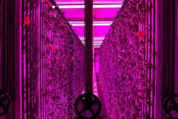 Üniversite kampüsünde 7 bin metrekareye eş değer dikey tarım laboratuvarı kuruldu