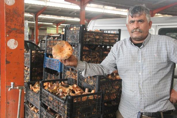 Kaz Dağları'ndan toplanan mantar köylünün gelir kapısı oluyor