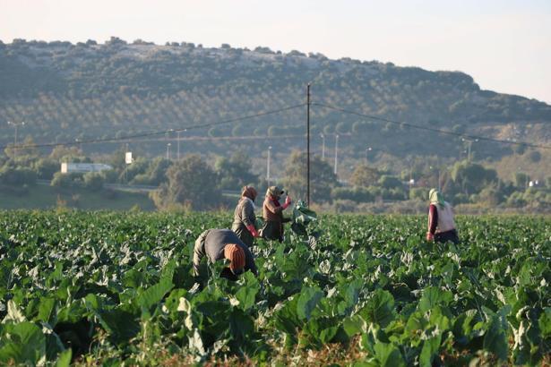 Mevsim normalleri üzerindeki sıcaklık kış sebzelerini erken olgunlaştırdı