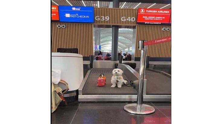 Dünya turundaki köpek ‘Tofu’ İstanbul Havalimanı’nda