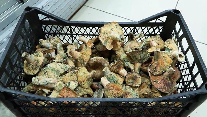 'İstanbul'da bir ayda 60 kişi mantar zehirlenmesi nedeniyle hastaneye başvurdu'