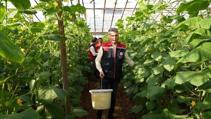 Aydıncık’ta salatalık hasadı başladı