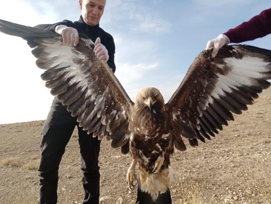 Van'da yaralı olarak bulunan kartal tedaviye alındı