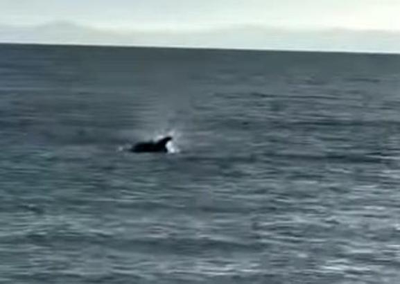 Saros’ta kıyıya yakın yüzen yunus görüntülendi