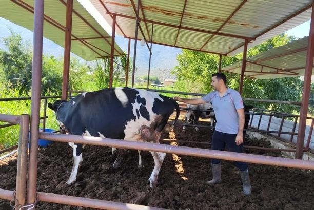 Muğla'da 11 mahalle şap hastalığı nedeniyle karantina alındı
