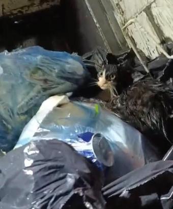 Konteyneri boşaltırken gördükleri ağzı bağlanmış poşetteki kediyi kurtardılar