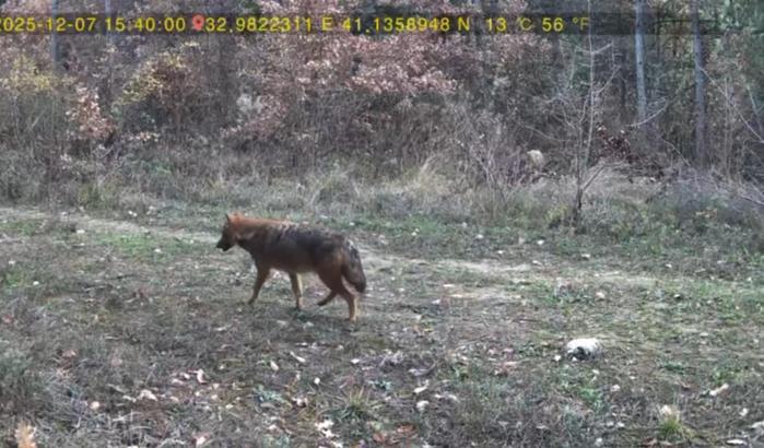 Ormanda dolaşan vaşak ile kurt fotokapana yansıdı