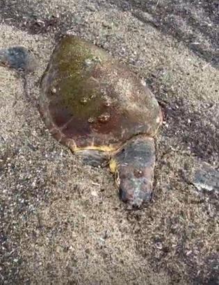 Ayvalık'ta deniz kaplumbağası ölüsü sahile vurdu