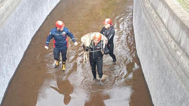 Su kanalına düşen karacayı, itfaiye kurtardı