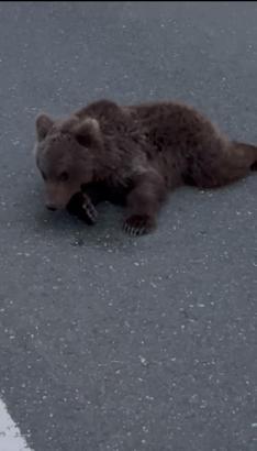 Yolda yaralı bulunan bozayı tedaviye alındı