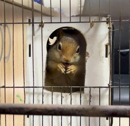 DKMP: İş yerinde tutulan sincaba el konuldu