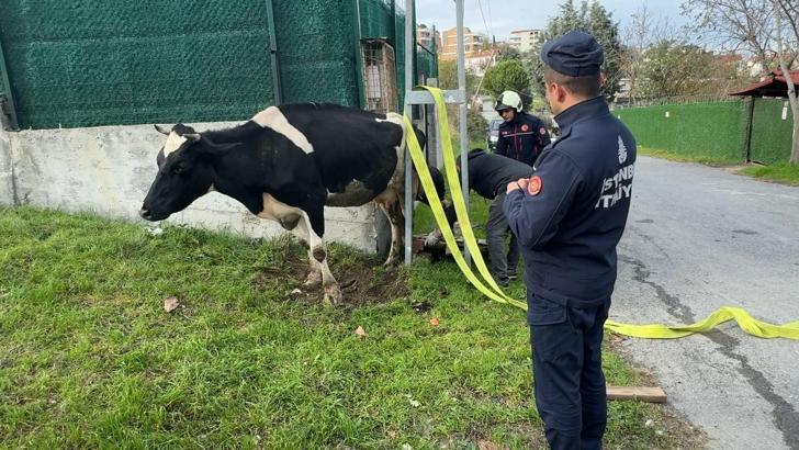İstanbul- Avcılar'da direk ile duvar arasında mahsur kalan ineği itfaiye kurtardı