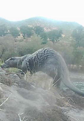 Su samurlarının doğal yaşamı fotokapana yansıdı