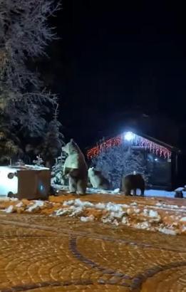 Ayılara kar topu attılar