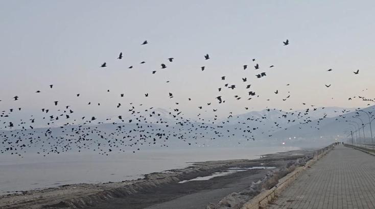 Bitlis'te gökyüzünde karga yoğunluğu kamerada
