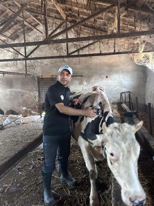 Balıkesir'de 599 bin 74 büyükbaş hayvan şap hastalığına karşı aşılandı