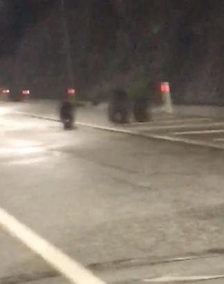 Tünele giren bozayı ile 2 yavrusu kamerada