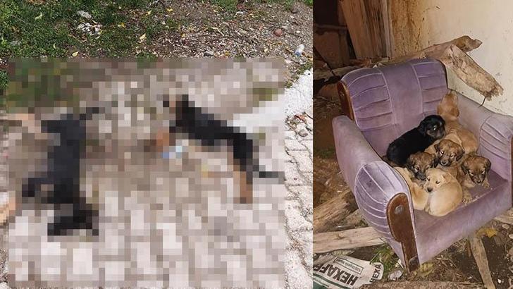 'Sahipsiz köpekler zehirlenerek öldürüldü' iddiası