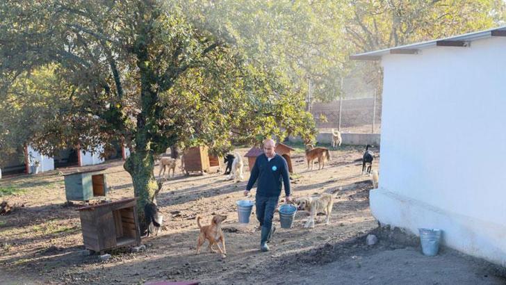 Sahiplendiği 2 köpeği sokağa terk eden kadına 172 bin 716 TL ceza