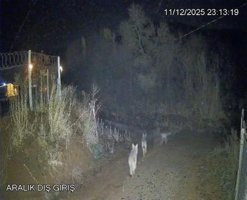 Elazığ'da köye inen kurtlar kamerada