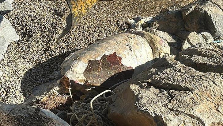 Bodrum'da ölü caretta caretta kıyıya vurdu