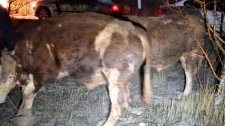Ankara'da büyükbaş hayvan hırsızları tutuklandı
