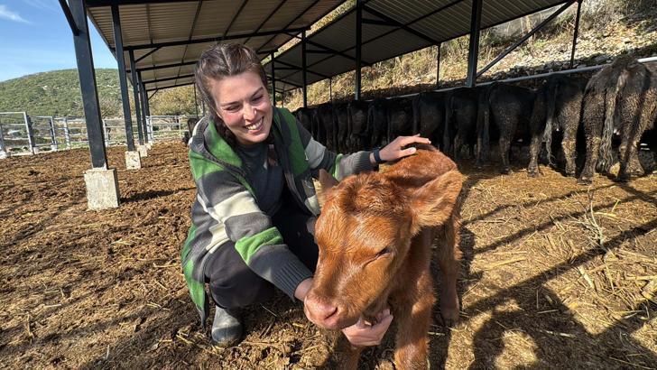 Bakanlık projesiyle hayvancılığa başlayan Ayşegül: Şimdiden 7 buzağım oldu bile
