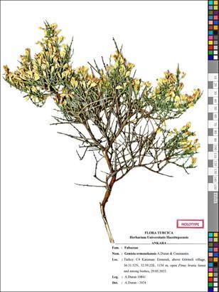 Toroslar’da yeni bitki türü keşfi; adı ‘Ermenek borcağı’ oldu