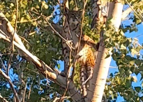 Prof. Dr. Sözen: Ağaçtaki Anadolu Parsı değil, vaşak