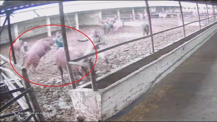 Besiciye boğa saldırdı; o anlar kamerada