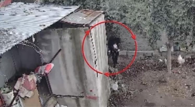 Osmaniye’de kümeslerden tavuk çalan şüpheli tutuklandı; hırsızlık anı kamerada