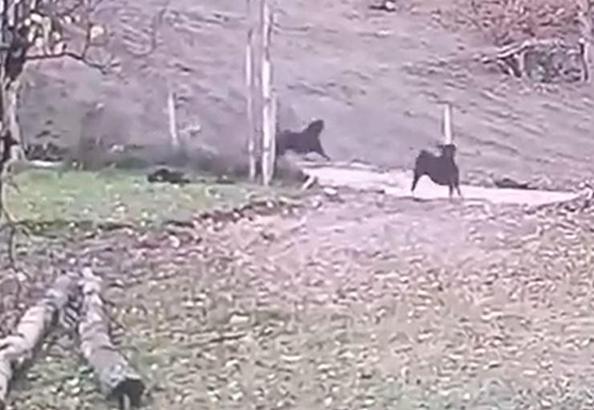 Ormandan inen kurt keçi sürüsüne saldırdı