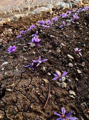 Siirt’te ilk safran üretimi