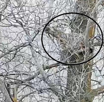 Nesli tehlike altında olan vaşak, ağaçta görüntülendi