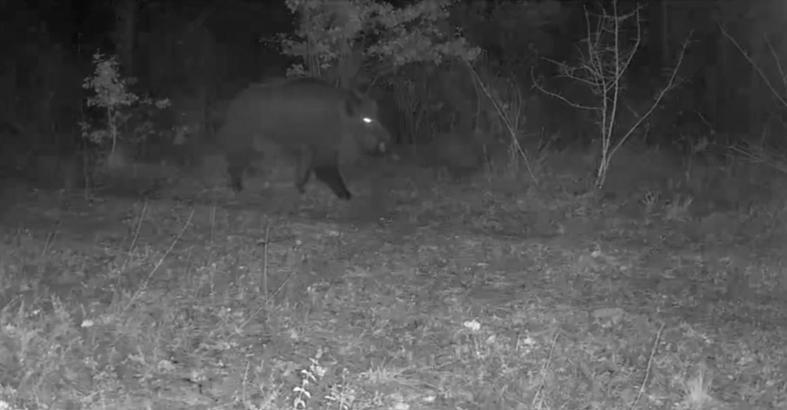 Karabük’te yaban hayatı fotokapana yansıdı