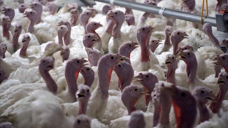 Yılbaşı hindisi 800 ile 1000 lira