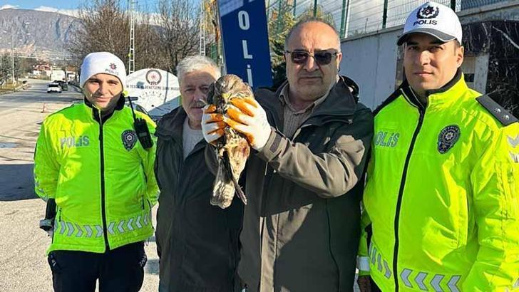 Polisin bulduğu yaralı kızıl şahin, tedaviye alındı
