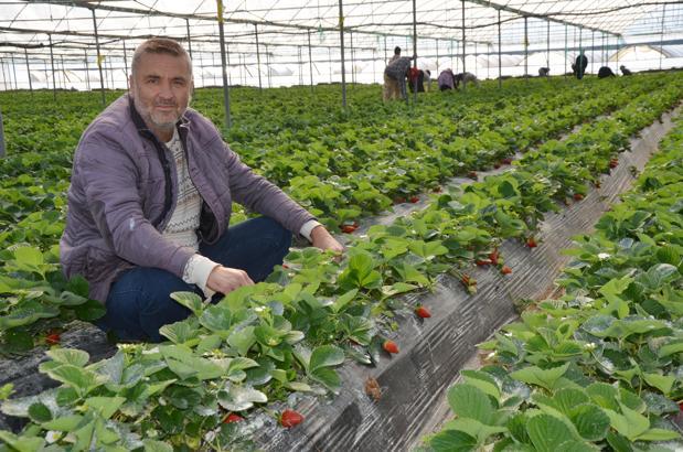 Serik'te turfanda çilek hasadı başladı