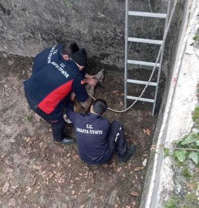 Boş sulama havuzuna düşen yavru karacayı itfaiye kurtardı