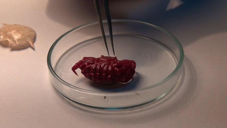 Türkiye kıyılarında ilk kez Hint-Pasifik kökenli ‘Liomera rugipes’ adlı yengeç görüldü