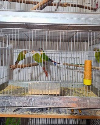 Antalya'da 24 papağan ele geçirildi