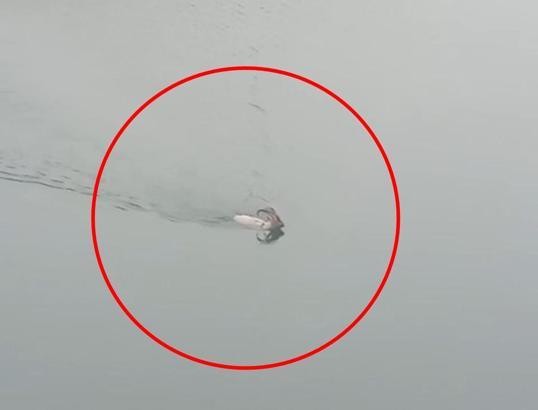 Dağ keçisi baraj gölünü yüzerek geçti; o anlar kamerada