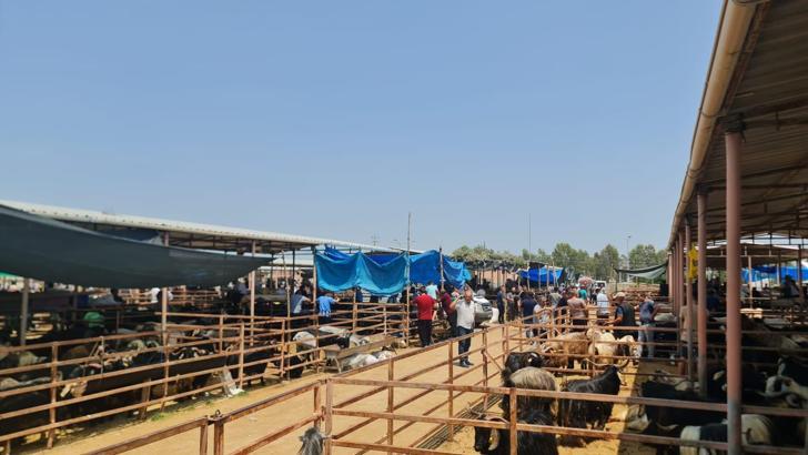 Kadirli'de canlı hayvan pazarı yeniden açıldı