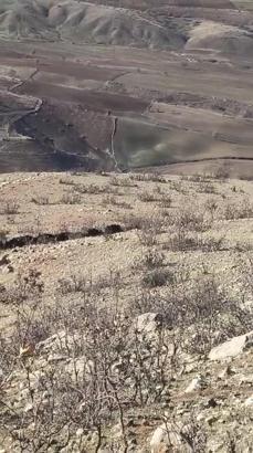 Gercüş’te domuz sürüsü görüntülendi