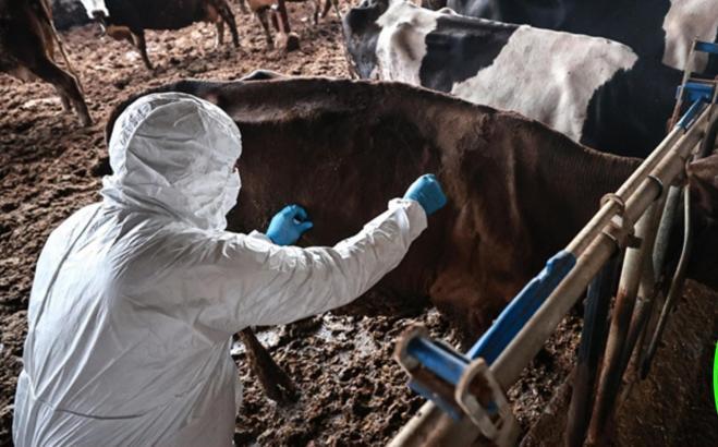 Bolu’da 1 aylık şap karantinası sona erdi