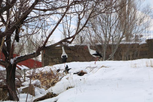 Yüksekova’da 23 yıldır göç etmeyen leyleklere yenileri eklendi
